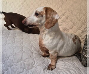 Dakota and Moose - Female Dachshund Dog for Adoption - Photo #4