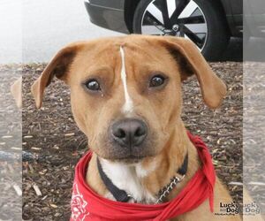 Beagle-Unknown Mix Dogs for adoption in Washington, DC, USA