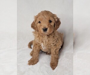 Goldendoodle (Miniature) Puppy for sale in HARRODSBURG, KY, USA