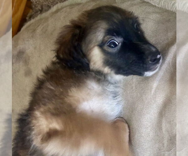 Medium Photo #2 Mutt Puppy For Sale in San Diego, CA, USA