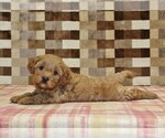Small #2 Cavapoo (Miniature)