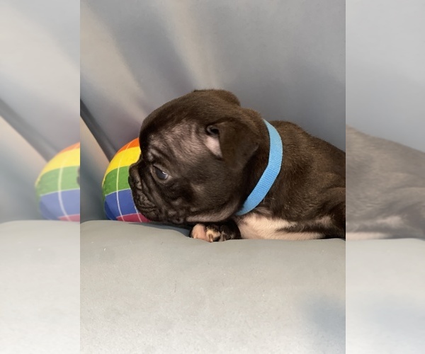 Medium Photo #32 Faux Frenchbo Bulldog Puppy For Sale in HOODSPORT, WA, USA
