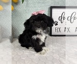 Small #4 Maltipoo (Toy)