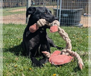 Scrappy - Male Boxer-Pointer Mix Dog for Adoption - Photo #2