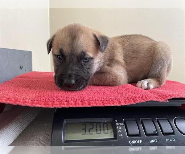 Medium Photo #1 Labrador Retriever-Unknown Mix Puppy For Sale in Pasadena, CA, USA