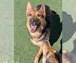 Small #10 Shepradors