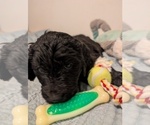 Small Photo #5 Goldendoodle Puppy For Sale in ASHFORD, WA, USA