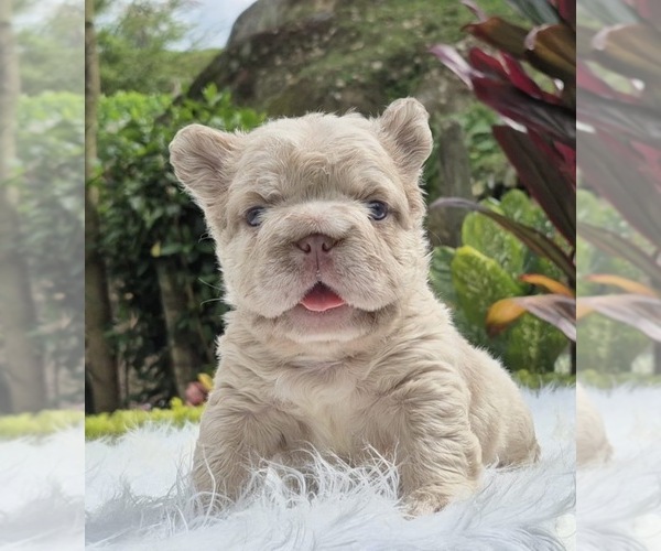 Medium Photo #6 French Bulldog Puppy For Sale in SAN DIEGO, CA, USA