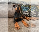 Small Photo #2 Doberman Pinscher Puppy For Sale in INDIANAPOLIS, IN, USA