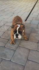Bulldog Puppy for sale in MATAWAN, NJ, USA