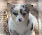 Small Photo #2 Pembroke Welsh Corgi Puppy For Sale in DENVER, PA, USA