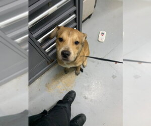 Labrador Retriever Dogs for adoption in Corpus Christi, TX, USA