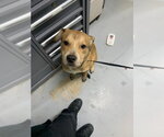 Small Labrador Retriever