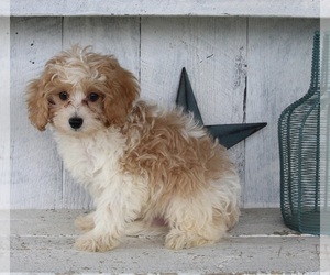 Cavapoo Puppy for sale in FREDERICKSBURG, OH, USA