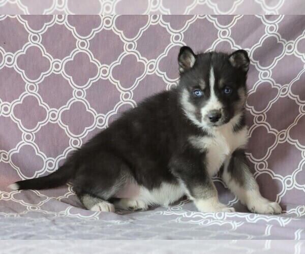 Medium Photo #2 Siberian Husky Puppy For Sale in FREDERICKSBG, OH, USA
