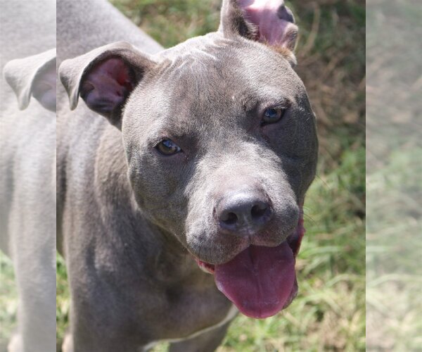 Medium Photo #3 American Staffordshire Terrier-Unknown Mix Puppy For Sale in Jackson, MS, USA