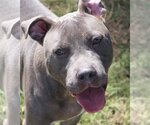 Small #2 American Staffordshire Terrier Mix