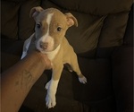 Puppy Piper American Pit Bull Terrier