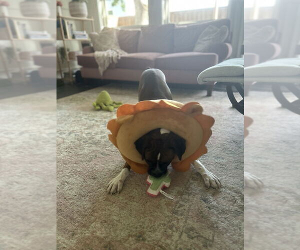 Medium Photo #5 Boxer Puppy For Sale in Austin, TX, USA