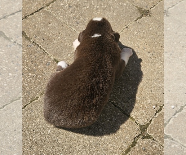 Medium Photo #9 Australian Shepherd Puppy For Sale in NELSON, VA, USA