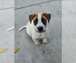 American Pit Bull Terrier-Unknown Mix Dogs for adoption in Minneapolis, MN, USA