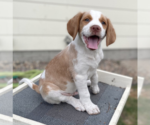 Labany Puppy for sale in SIOUX FALLS, SD, USA
