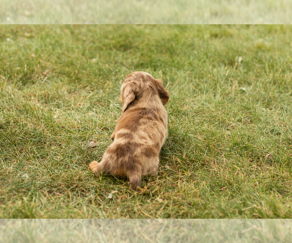 Medium Photo #6 Dachshund Puppy For Sale in NAPPANEE, IN, USA
