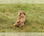Small #5 Dachshund