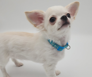 Chihuahua Puppy for sale in JACKSONVILLE, FL, USA