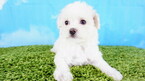 Small Photo #2 Maltipoo Puppy For Sale in LAS VEGAS, NV, USA