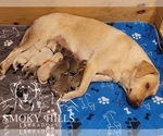 Small Photo #67 Labrador Retriever Puppy For Sale in POCAHONTAS, IL, USA