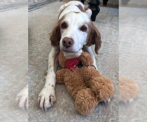 UT/Bella - Female Brittany Dog for Adoption - Photo #2