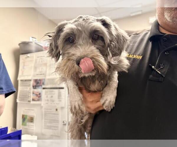Medium Photo #1 Shih Tzu-Unknown Mix Puppy For Sale in Visalia, CA, USA