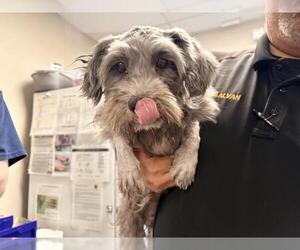 Shih Tzu-Unknown Mix Dogs for adoption in Visalia, CA, USA