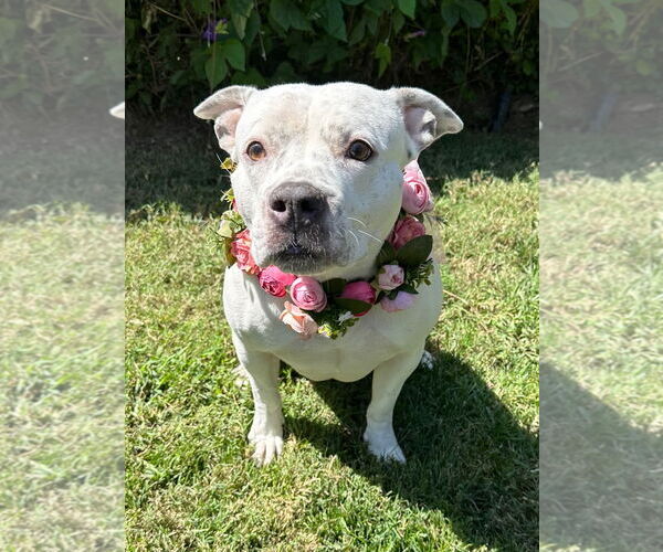Medium Photo #7 American Pit Bull Terrier-Unknown Mix Puppy For Sale in Redlands, CA, USA