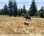 Small Photo #15 Goldendoodle Puppy For Sale in OLYMPIA, WA, USA