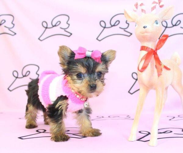 Medium Photo #10 Yorkshire Terrier Puppy For Sale in LAS VEGAS, NV, USA