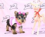 Small Photo #10 Yorkshire Terrier Puppy For Sale in LAS VEGAS, NV, USA