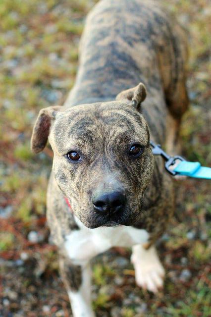 View Ad: American Bulldog Dog for Adoption, Georgia ...