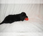 Small Photo #7 Dachshund Puppy For Sale in BENTON, AR, USA