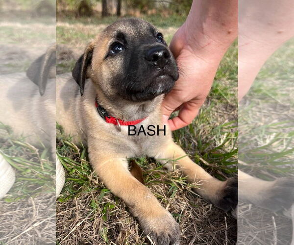 Medium Photo #4 Labrador Retriever-Unknown Mix Puppy For Sale in The Woodlands, TX, USA