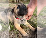 Small #3 Labrador Retriever Mix
