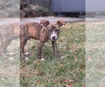 Small #5 American Staffordshire Terrier Mix