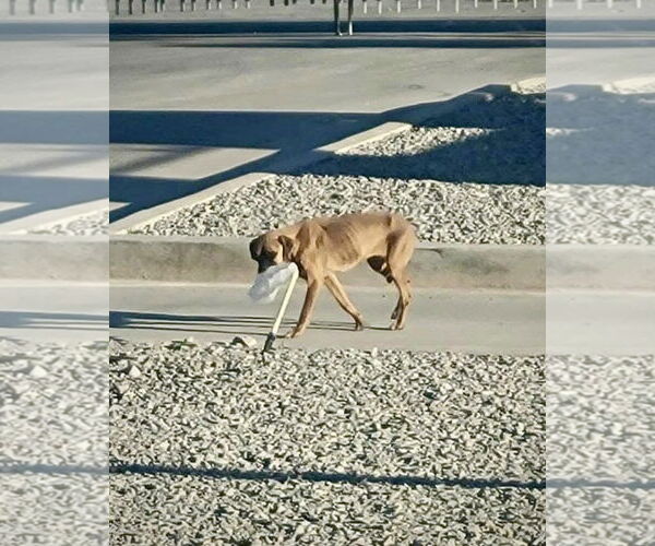 Medium Photo #2 Boxer Puppy For Sale in Dumont, NJ, USA