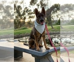 Small Photo #1 German Shepherd Dog Puppy For Sale in BALDWIN HILLS, CA, USA