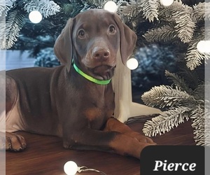Doberman Pinscher Puppy for sale in POMEROY, OH, USA
