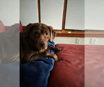 Small #2 Chocolate Labrador retriever Mix