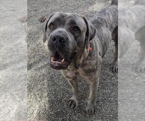 Mutt Dogs for adoption in Woodland, CA, USA
