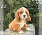 Small #4 Cavalier King Charles Spaniel-Miniature Bernedoodle Mix