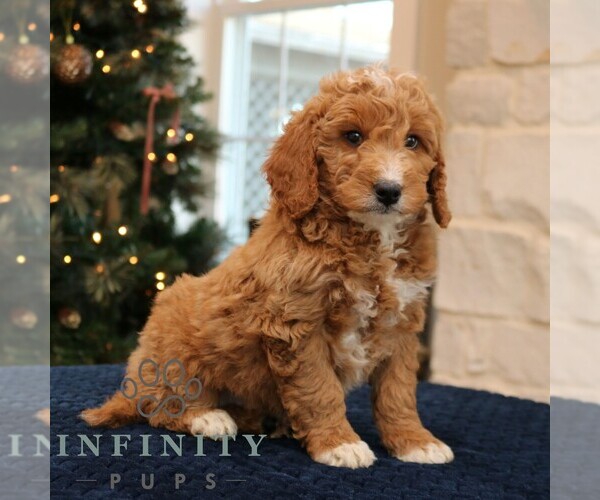 Medium Photo #2 Goldendoodle (Miniature) Puppy For Sale in PARADISE, PA, USA